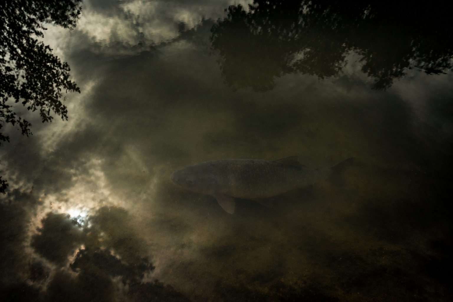 Sonhar com peixe em água suja representando confusão emocional